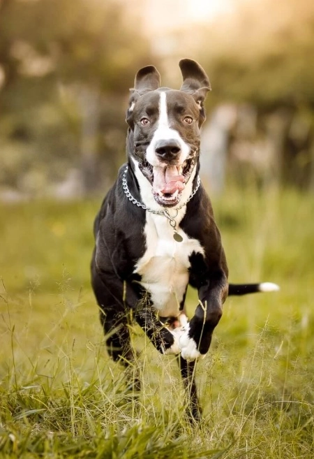 A kutya a fűben fut