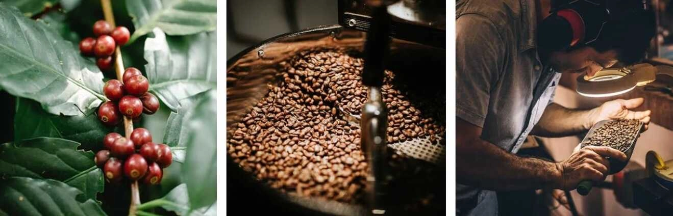 Képek a kávészemekről