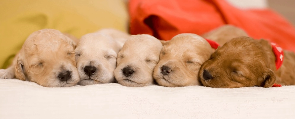 Kiskutyák egymás mellett alszanak